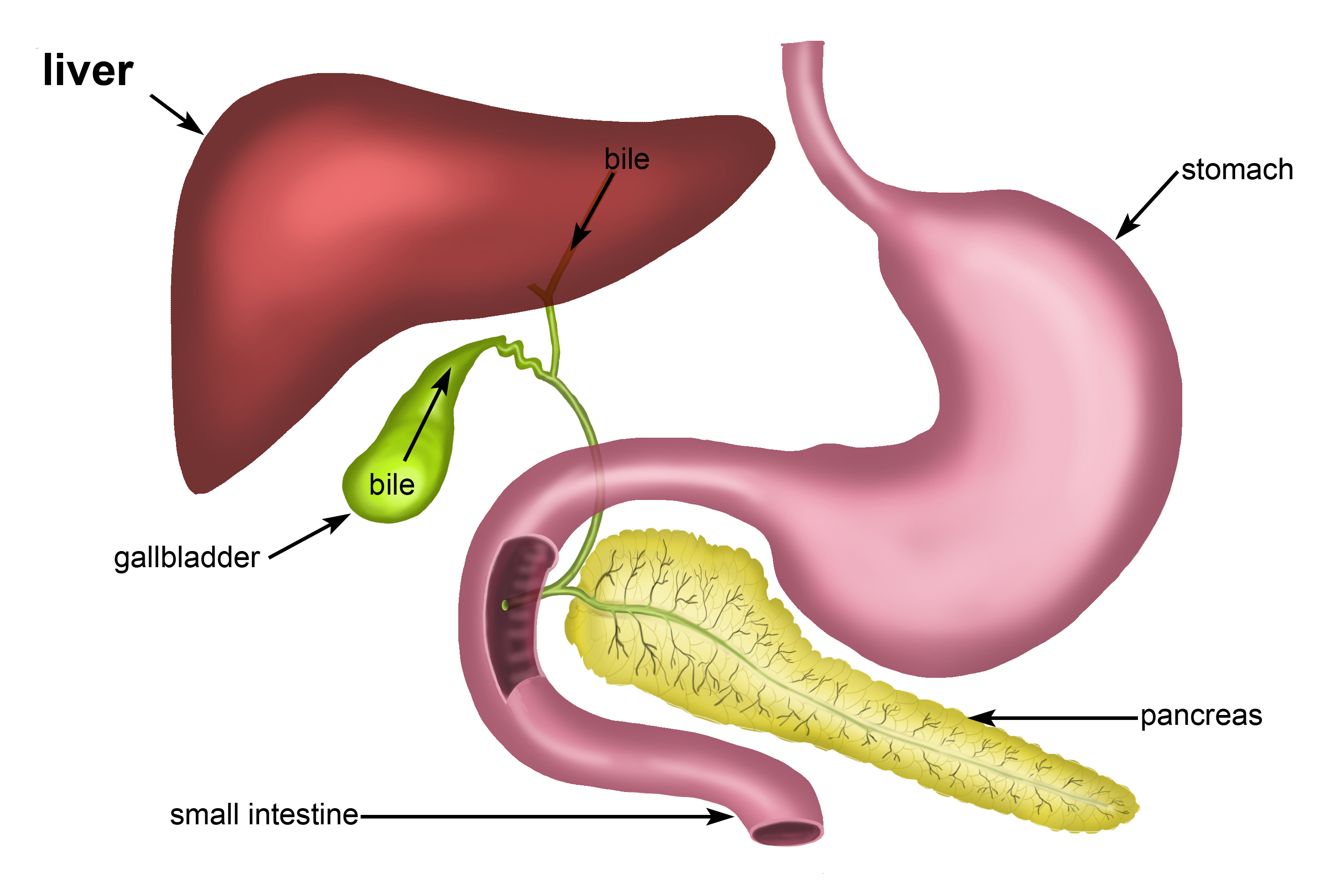 Bile tract image from the liver to the small intestine